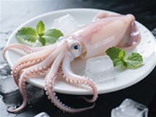 Squid