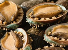 abalone